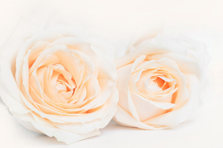 软丰满的米色玫瑰作为婚礼中性背景。调色。选择性的焦点