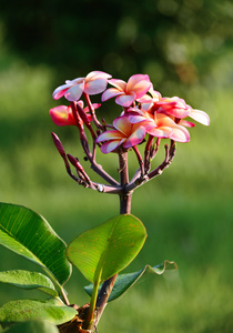 模糊的绿色背景上的粉红色的鸡蛋花花朵