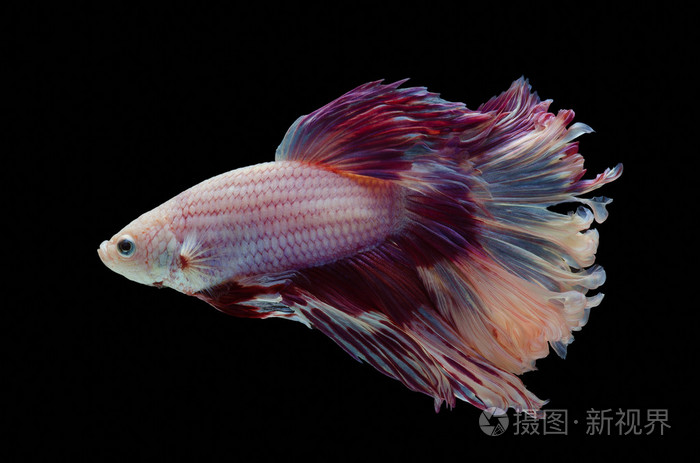 斗鱼暹罗斗鱼照片-正版商用图片1mnj5d-摄图新视界