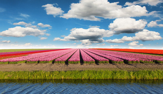 在荷兰的郁金香花田