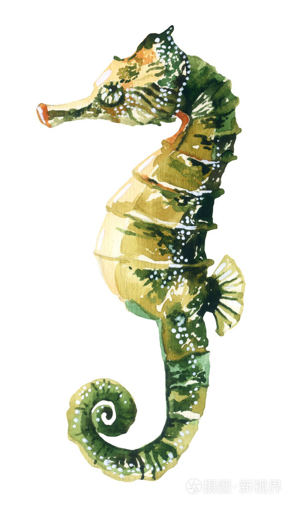 孤立在白色背景上的水彩海马