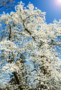 白色的玉兰花盛开在春天的时候