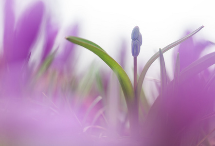 Wildgrowing 绵在紫颜色的美丽宏照片