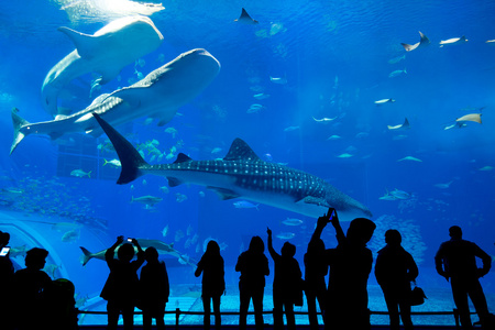 在水族馆的人和巨头鲸鲨