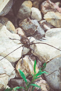 甲虫与长触角的复古