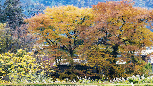 不动流和红色桥在山中野红叶