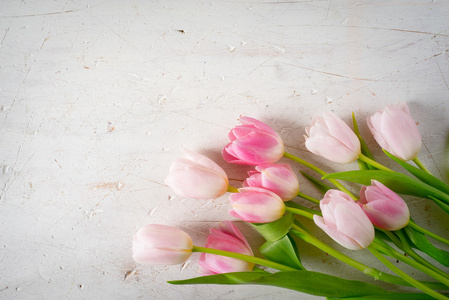 白色背景上的粉色郁金香花束