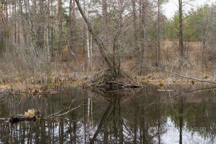 在沼泽海狸的房子