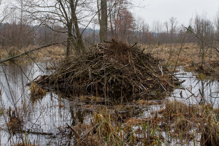 沼泽海狸在沼泽海狸的房子照片