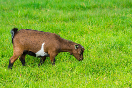 一个 goatling 吃的绿草在农场