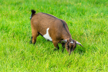 一个 goatling 吃的绿草在农场