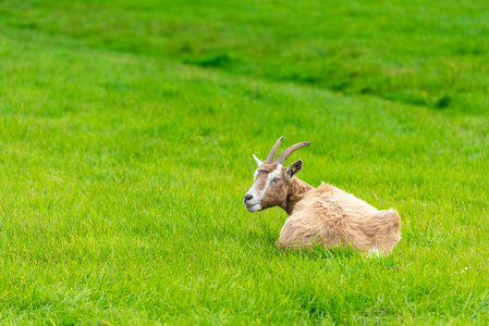 山羊吃的绿草在农场