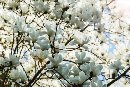 白色的玉兰花盛开在春天的时候图片