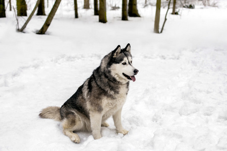 在雪上的忠实的狗正在等待