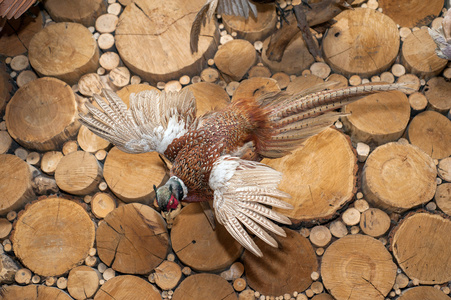 动物标本剥制术鸟狩猎小屋