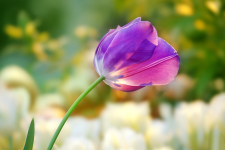 美丽的紫色郁金香