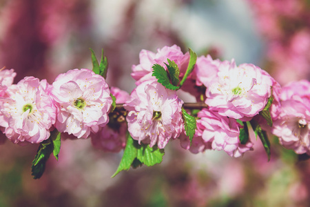 有粉红色花朵花枝