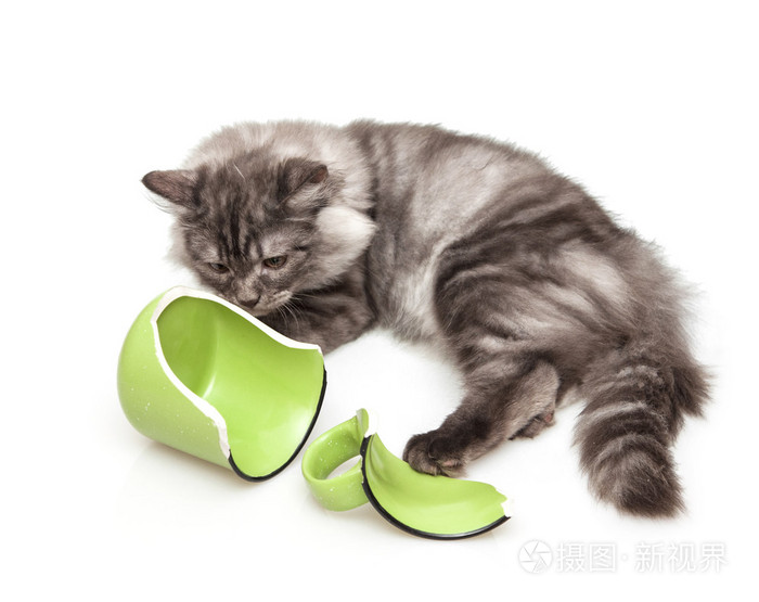 可爱的灰色猫咪打碎一个杯子后感到内疚照片-正版商用图片1mny98-摄图