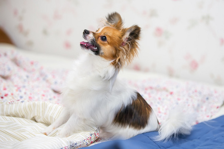 蝴蝶犬巴比龙小狗 / 大陆玩具犬,蝴蝶犬照片