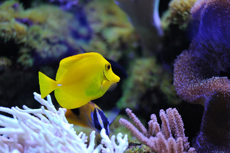 水下的场面与黄色的鱼