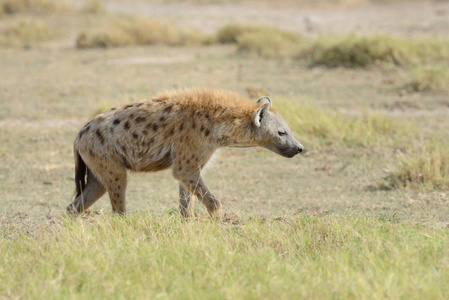 鬣狗在肯尼亚国家公园