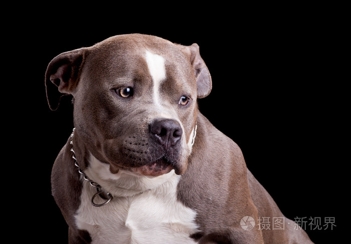 美国恶霸犬犬种照片 正版商用图片1mo2ae 摄图新视界