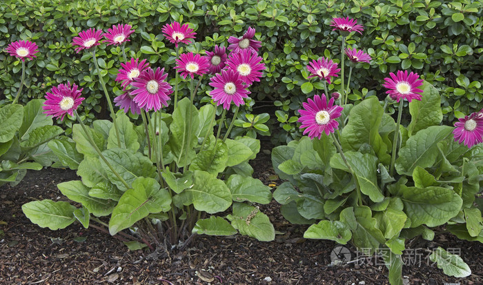 非洲菊雏菊植物在花园里