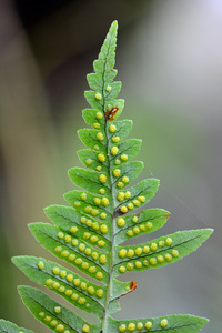 Polypody 龙骨茴香 显示在底部的孢子