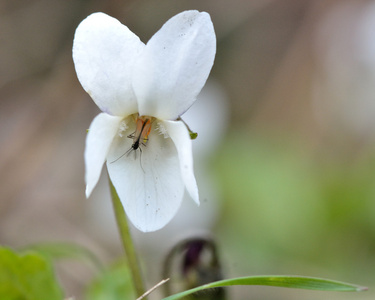 甜紫罗兰中提琴odorata