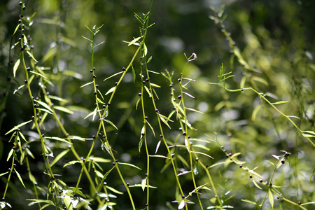 Coralroot 碎米独 珠芽