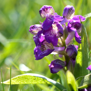 绿翅兰花 Anacamptis morio 花穗