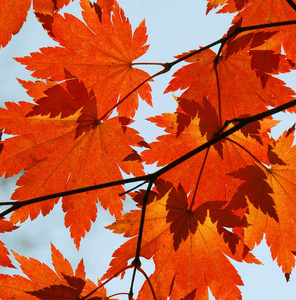 秋天, 红枫树叶