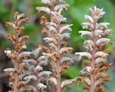 常春藤 broomrape 列当 hederae 鲜花的特写