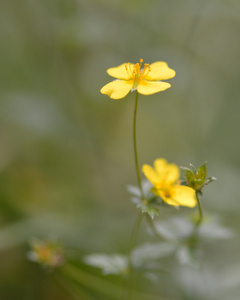 暴风雨直立的potentilla