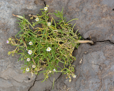 更大的海spurrey Spergularia 媒介 植物从上面