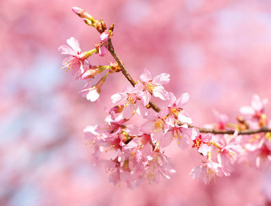 樱花。在春天的樱花。美丽的粉红色花朵