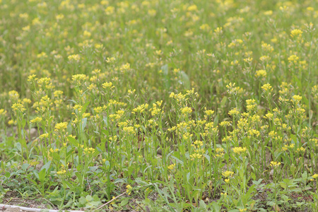 菜籽油甘蓝油菜花场图片