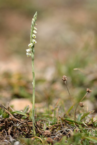 秋女士的卷发 Spiranthes 毛虫 花