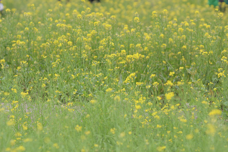 黄色绿色领域在春天