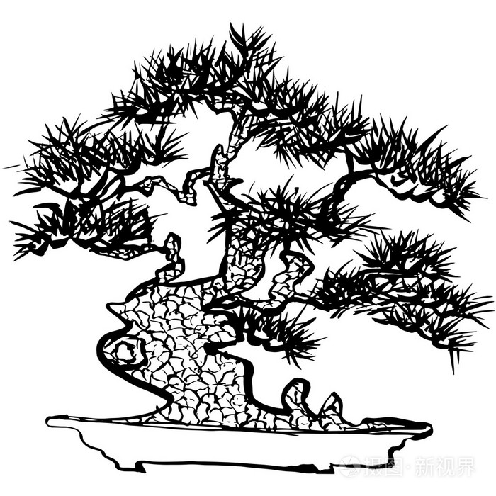 盆景日本的松树手工绘制的插图