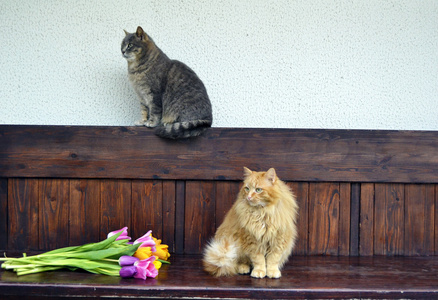 毛茸茸的猫和一条长凳与郁金香