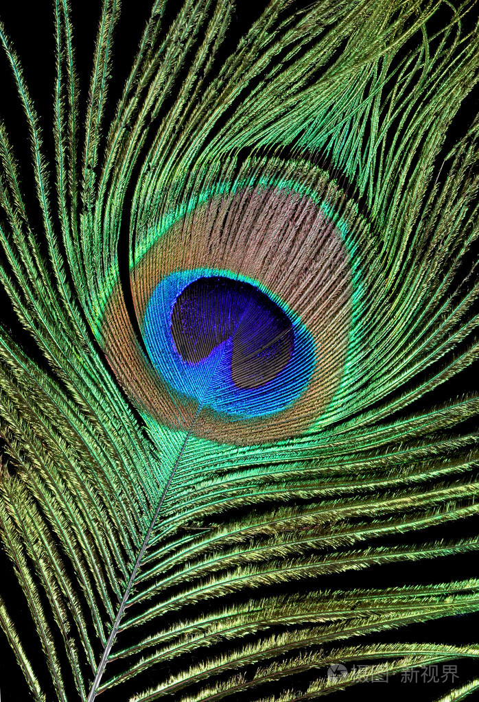 黑色背景上的一只孔雀的羽毛照片-正版商用图片1mo9rf-摄图新视界