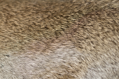 有趣的灰兔子特写