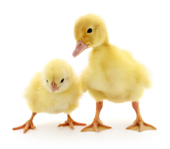 小鸡和小鸭图片