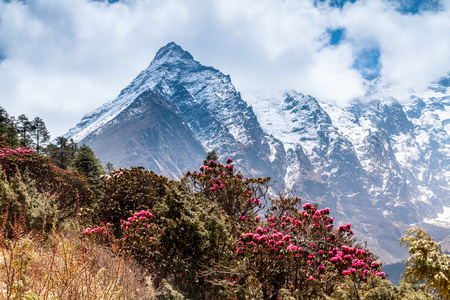 在背景中开花杜鹃山