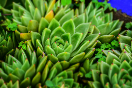 宏的仙人掌植物图片图片