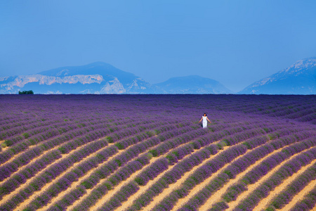 Lavanda 字段。普罗旺斯