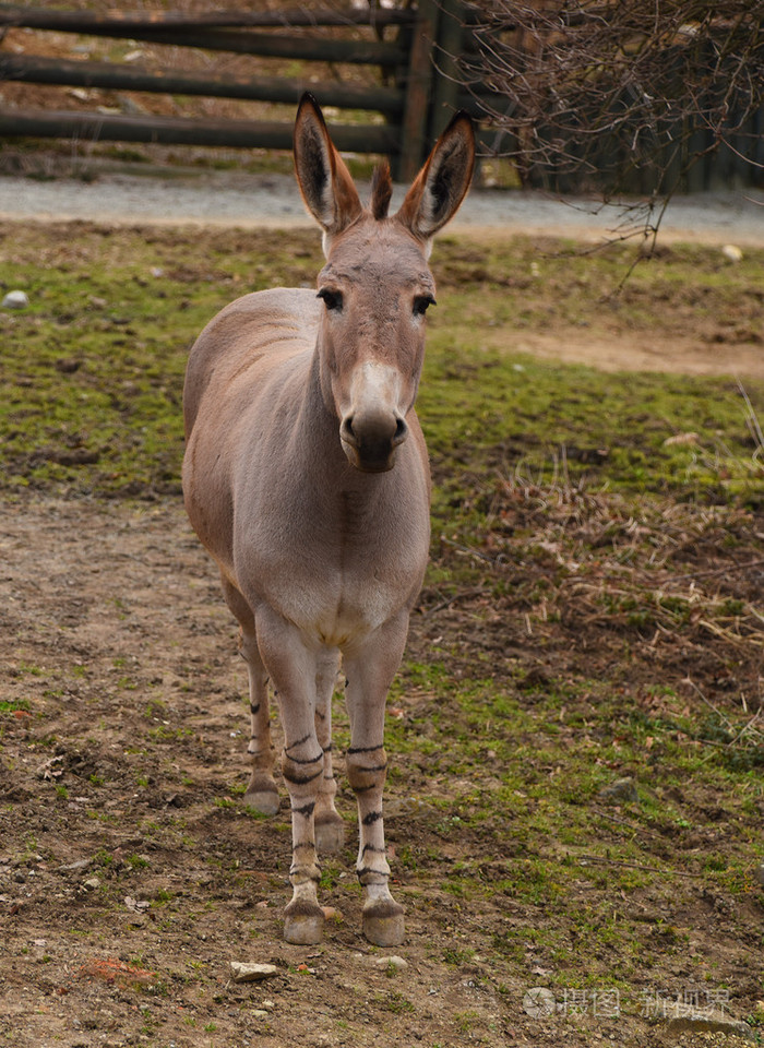 在动物园里的驴