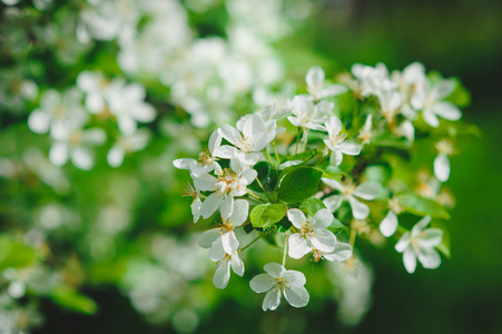 苹果的白花