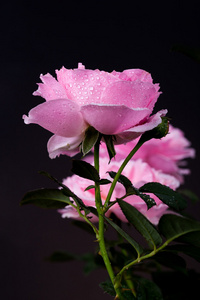 美丽的粉红色的玫瑰水滴黑色